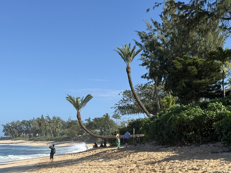 ハワイ チャーター ハレイワ 観光
