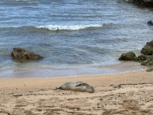 ナミッキーツアーズのお客様 山内さまと一緒に見たハワイアンモンクシール